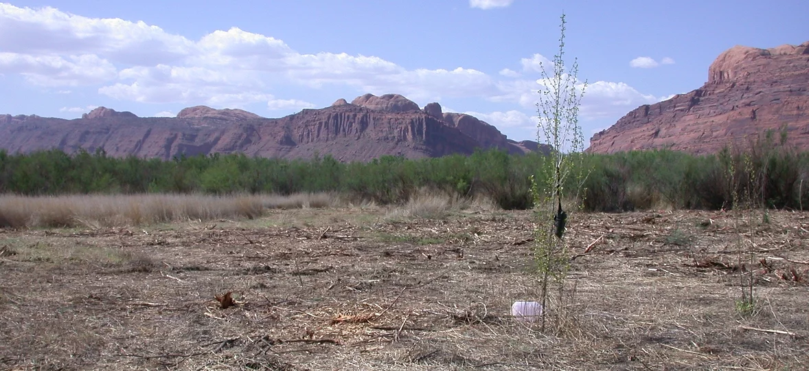 cottonwood sapling